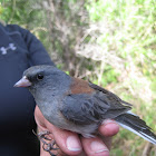 Gray-headed Junco