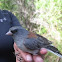Gray-headed Junco