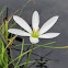 White rain lily