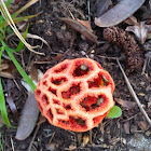 Latticed stinkhorn (en) - Clathre rouge (fr)