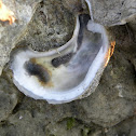 Oyster