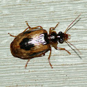 Colorful Foliage Ground Beetle