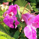 Himalayan Balsam