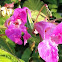 Himalayan Balsam