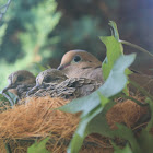 Mourning Doves