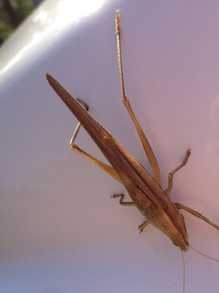 Spotting Image 1