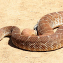 Red Diamond Rattlesnake