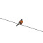 American Kestrel (Sparrow Hawk)
