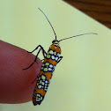 Ailanthus Webworm Moth