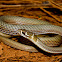 Crack-Dwelling Whip Snake