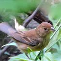 Female Indigo Bunting