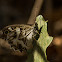 Striped Grayling