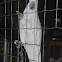 Sulphur-crested Cockatoo