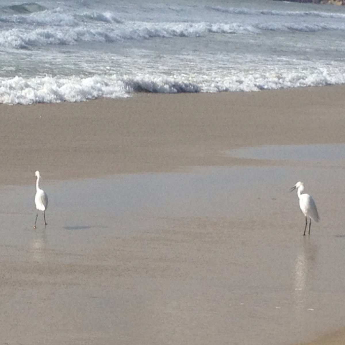 Snowy Egret