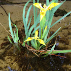 Yellow flag iris