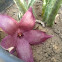Stapelia