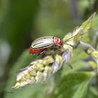 Three lined potato beetle