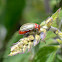Three lined potato beetle