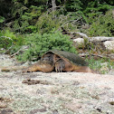 Snapping Turtle