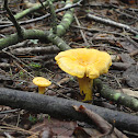 Golden chanterelle