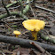 Golden chanterelle