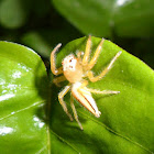 Two-striped Jumper