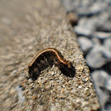 Eastern tent caterpillar