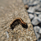 Eastern tent caterpillar