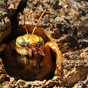 Valley Carpenter Bee (male)