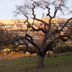 Oak Tree