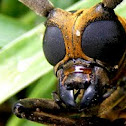 Longhorn Beetle