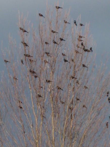 Spotting Image 1