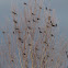 common grackle