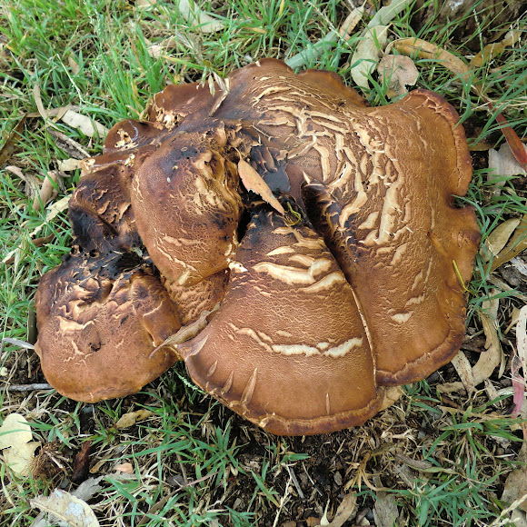 Spotting Image 1