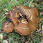 Phlebopus marginatus