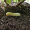 Elm Sawfly