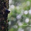 Blue Nuthatch