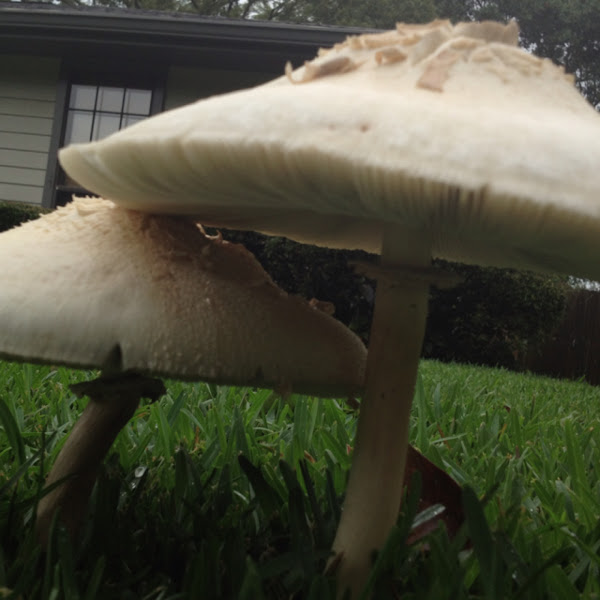 Greenspored Parasol Project Noah