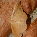 Juniper twig geometer