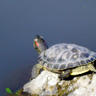 Red Eared Slider