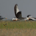 Bar-headed Goose