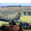 Exmoor Pony
