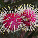 Pincushion hakea