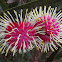 Pincushion hakea