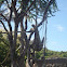White-Handed Gibbon