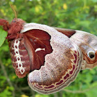 Promethea Silk Moth