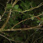 Virginia Opossum