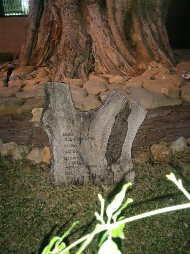 Olea Euopea Tree- 1500-1800ad