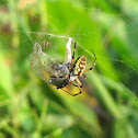 Orb weaver and prey
