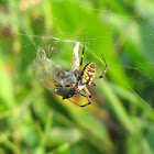 Orb weaver and prey